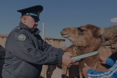 В Атырау проводят профилактическую акцию: на животных надевают светоотражающие ленты
