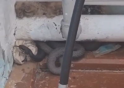 Заползшую в ФАП под Набережными Челнами огромную гадюку сняли на видео