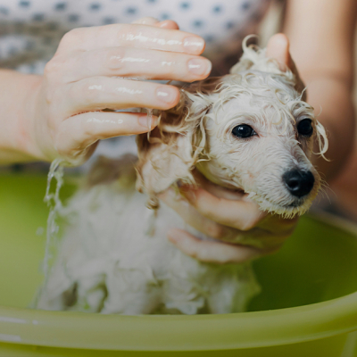 Груминг-салоны и зоогостиницы в Астане