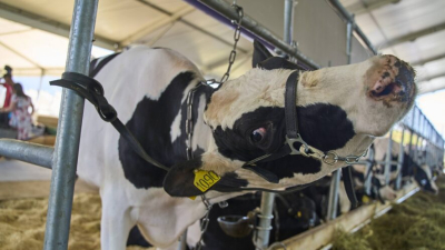 Перекрыли дороги, чтобы спасти скот: сельчане протестуют против сжигания коров якобы из-за эпидемии 10/03/2026 &ndash;