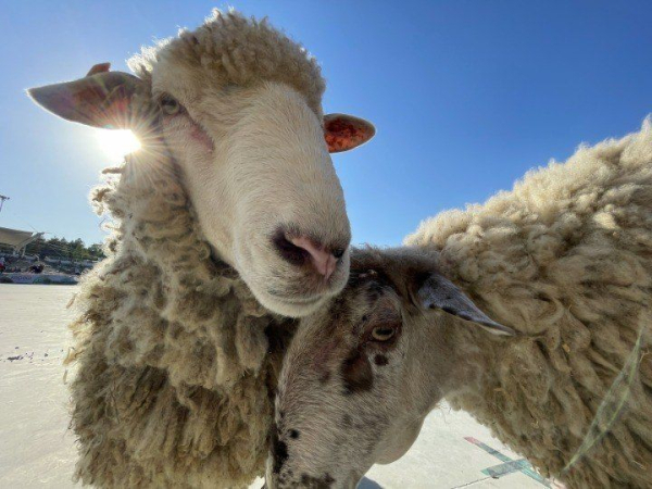 Ящур, бруцеллёз и оспа: ветслужба Челнов предупреждает об опасностях при ввозе животных