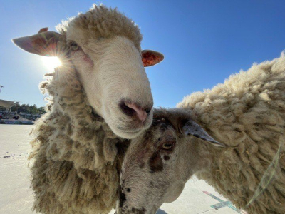 Ящур, бруцеллёз и оспа: ветслужба Челнов предупреждает об опасностях при ввозе животных