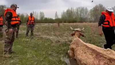 Сотрудники МЧС спасли тонущую корову в Павлодаре