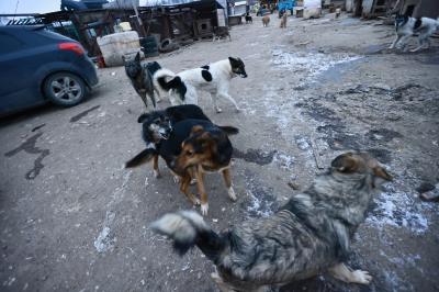 Казань вошла в топ городов по работе с бездомными животными