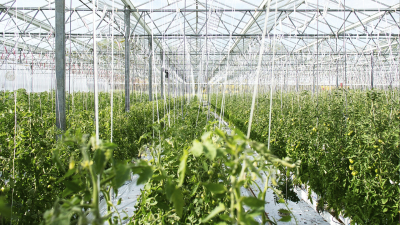 В теплицу, принадлежавшую осужденному экс-главе «Атамекен», вложат 4,5 млрд тенге