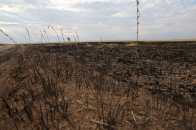 В Туркестанской области вскрылись факты незаконной раздачи земель