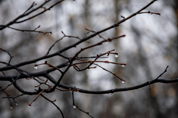 Татарстанцам в&nbsp;начале недели обещают дожди с&nbsp;мокрым снегом