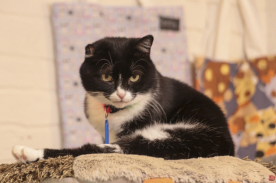 Новый дом и новые правила: кошки Николая Коляды обрели семью среди актеров его театра